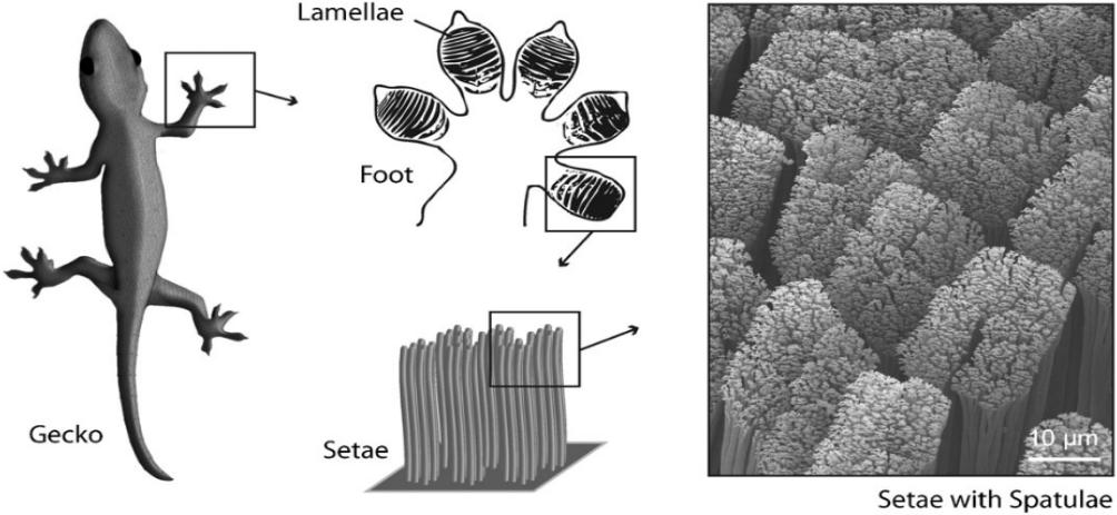 gecko-feet